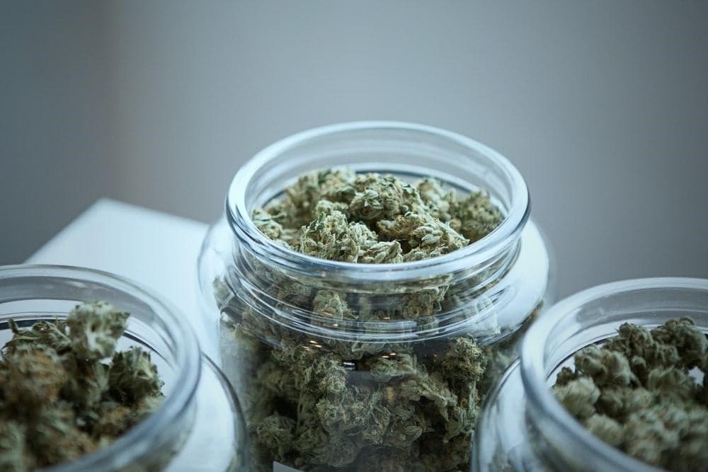 Feminisierte und reguläre Sorten – Cannabis Samen bestellen nach Wahl