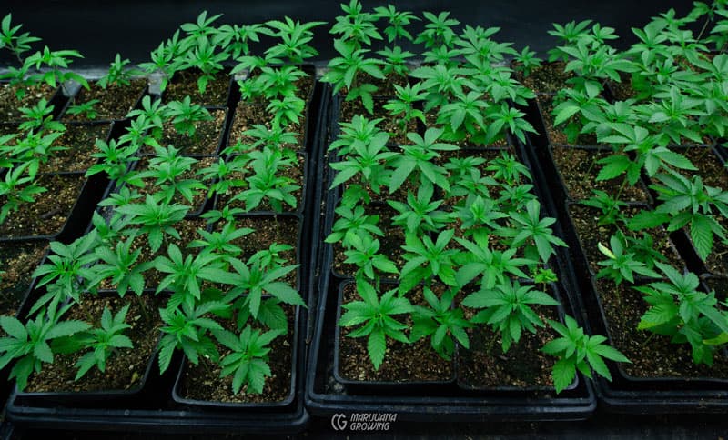 Die Auswirkungen des Klimawandels auf Cannabis Samen