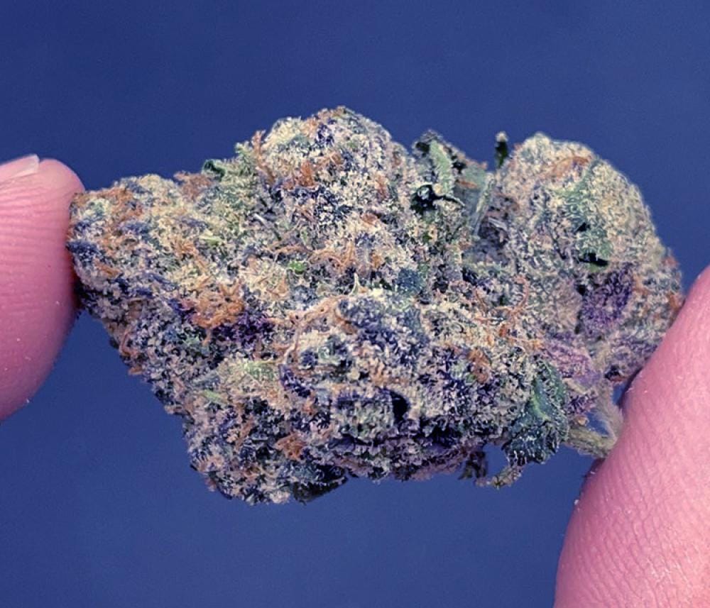 Die Sensation ist da: Blue Zushi von Growerschoice exklusiv bei Rhino Samen