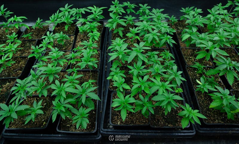 Die Auswirkungen des Klimawandels auf Cannabis Samen