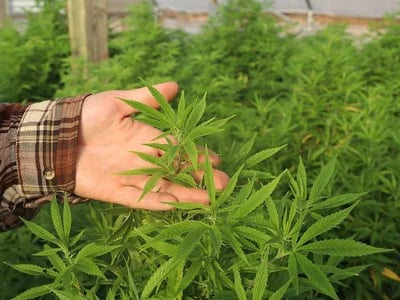 Feminisierte und reguläre Sorten – Cannabis Samen bestellen nach Wahl