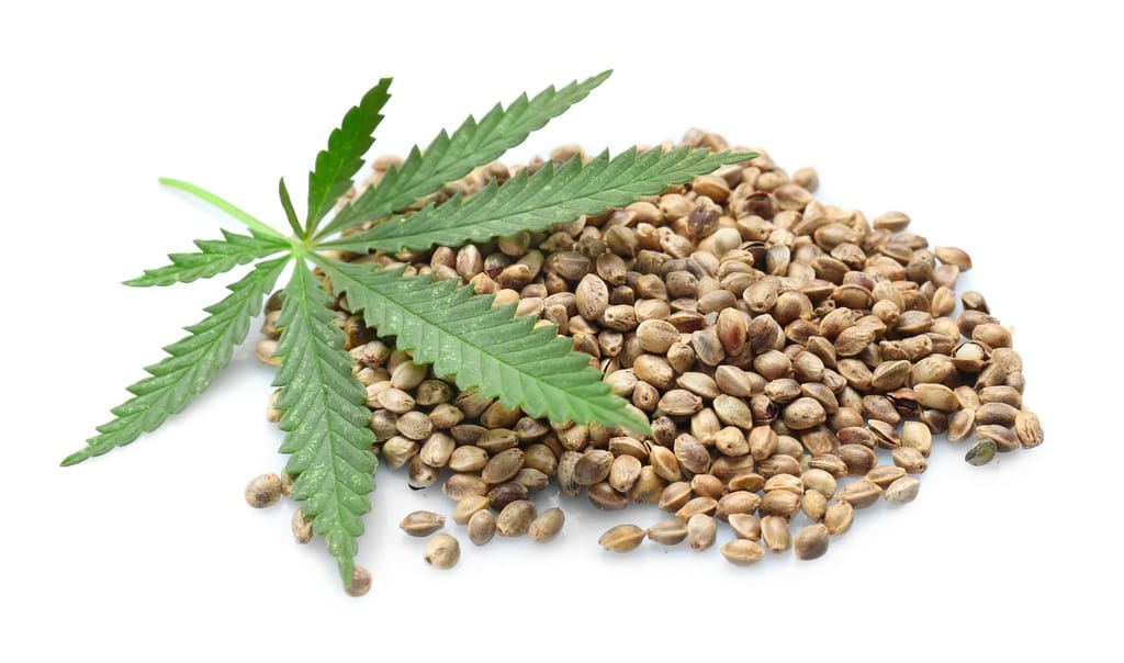 Die Zukunft der Cannabis Samen Forschung: Chancen und Herausforderungen