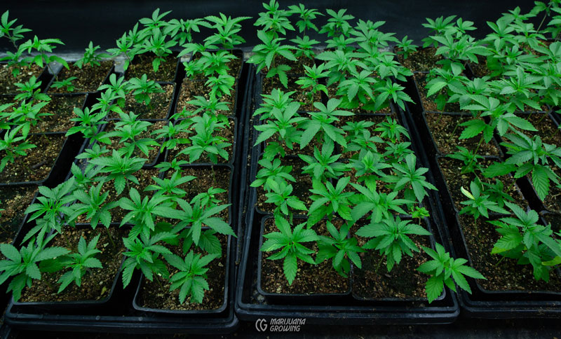 Die Auswirkungen des Klimawandels auf Cannabis Samen