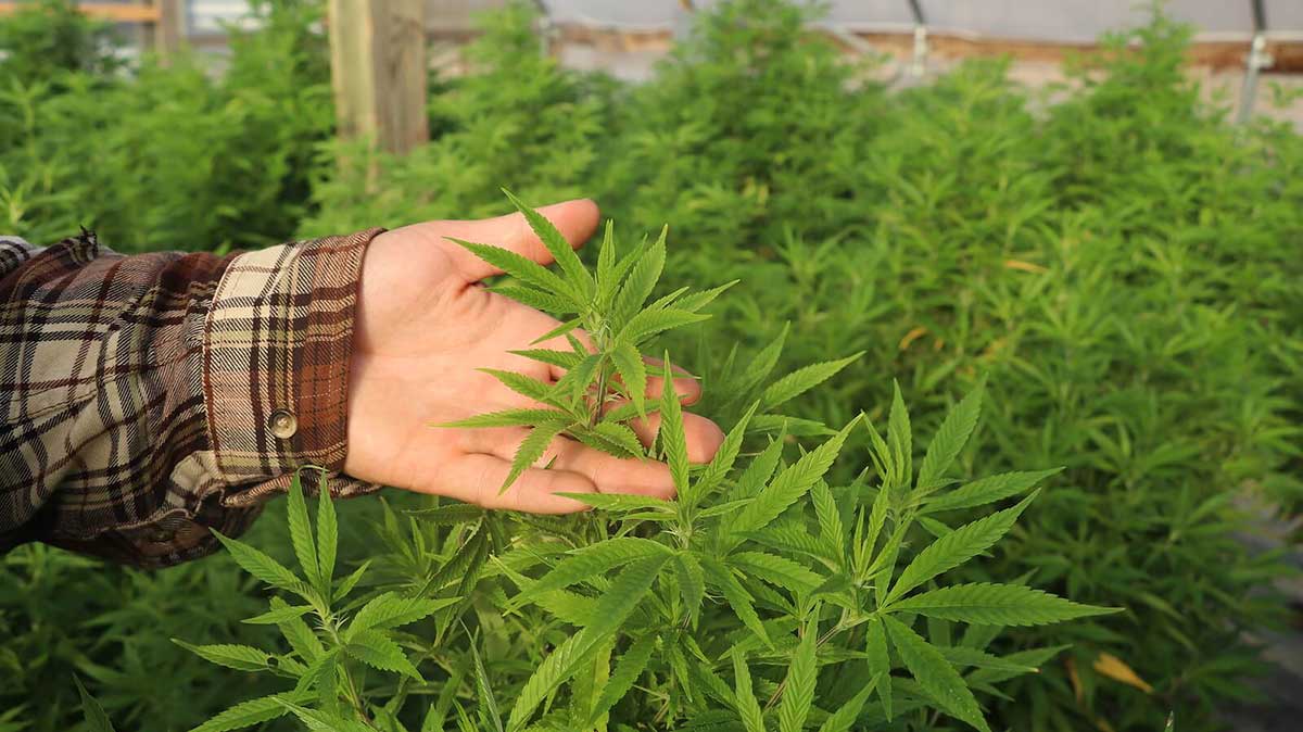 Feminisierte und reguläre Sorten – Cannabis Samen bestellen nach Wahl